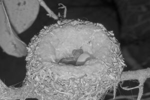 Second chick hatching at 6:34 - March 29th