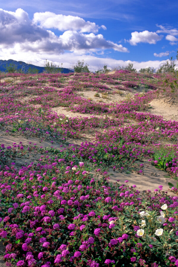 Wildflowers, Anza Borrego, CA