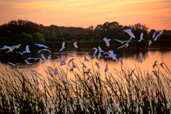 Snowy Egrets Sunset Marsh, South Florida