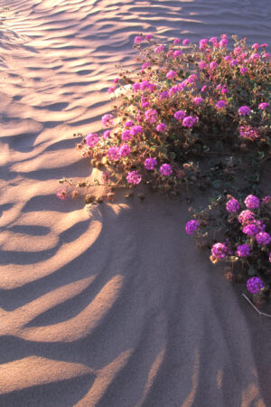 Sand Verbena Wildflowers, Anza Borrego California