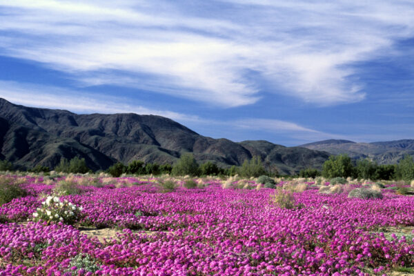 Spring Wildflowers Anza Borrego State Park California