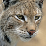 Bobcat Close-Up