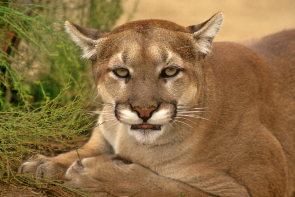 Large Mountain Lion, Cougar