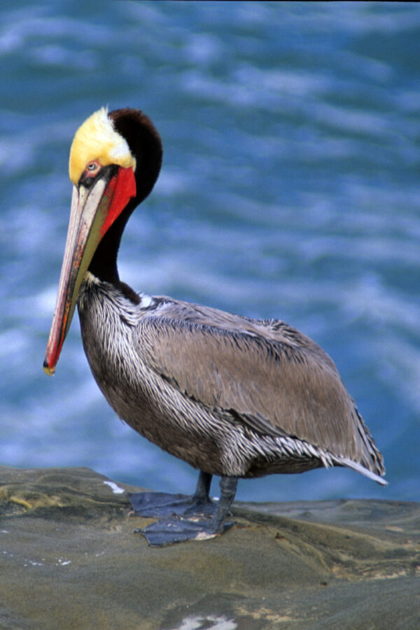 Male Pelican in Spring colors