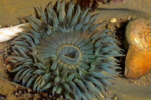 AIWL2008 - Sea Anemone Southern California