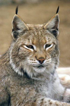 Lynx Bobcat Close-Up