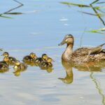 Mallard Duck, Mom and babies