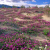 AILS1014 Wildflowers, Anza Borrego, CA