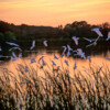 AILS1016 Snowy Egrets Sunset Marsh, South Florida