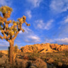 AILS1026 Joshua Tree National Park California