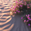 AILS1037 Sand Verbena Wildflowers, Anza Borrego California
