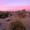 AILS1044 Wildflower Sunset Joshua Tree National Park, California