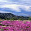 AILS1046 Spring Wildflowers Anza Borrego State Park California