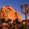 AILS1061 Joshua Tree National Park Sothern California