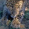 AIWL2001 Young Leopard 8 months old