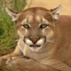 AIWL2002 Large Mountain Lion, Cougar