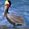 AIWL2004 Male Pelican in Spring colors