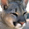 AIWL2005 Young Mountain Lion