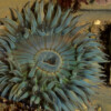 AIWL2008 AIWL2008 - Sea Anemone Southern California