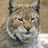 AIWL2009 Lynx Bobcat Close-Up