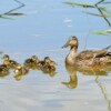 AIWL2010 Mallard Duck, Mom and babies