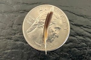 Olives Wing Feather on a US Quarter
